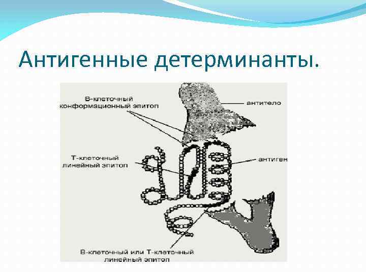 Антигенные детерминанты. 