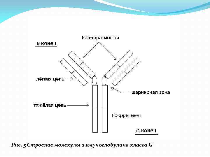  Рис. 5 Строение молекулы иммуноглобулина класса G 