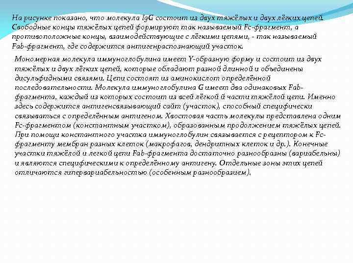 На рисунке показано, что молекула Ig. G состоит из двух тяжёлых и двух лёгких
