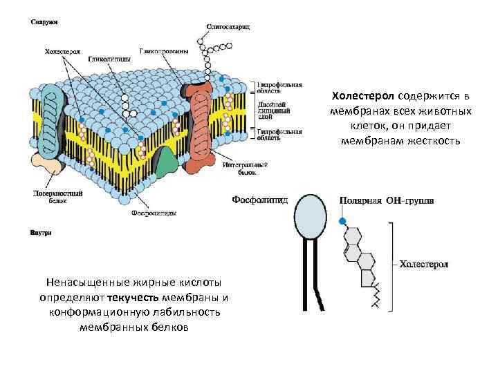 Холестерол содержится в мембранах всех животных клеток, он придает мембранам жесткость Ненасыщенные жирные кислоты