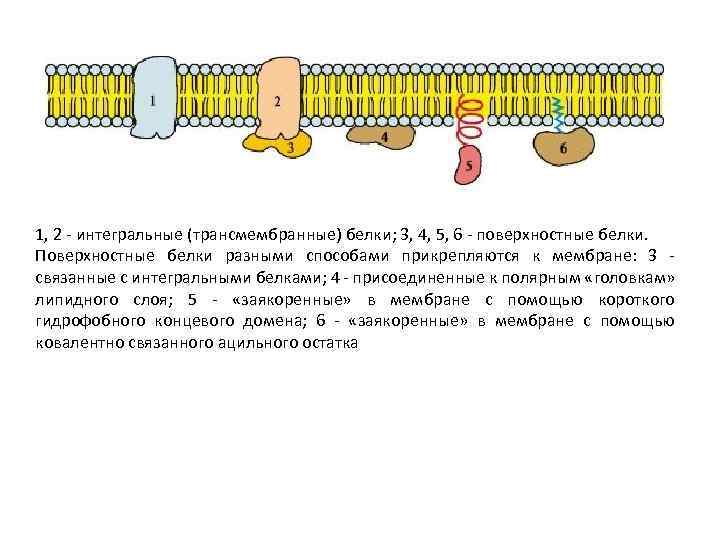 1, 2 - интегральные (трансмембранные) белки; 3, 4, 5, 6 - поверхностные белки. Поверхностные