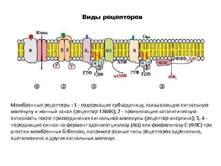 Виды рецепторов Мембранные рецепторы : 1 - содержащие субъединицу, связывающую сигнальную молекулу и ионный