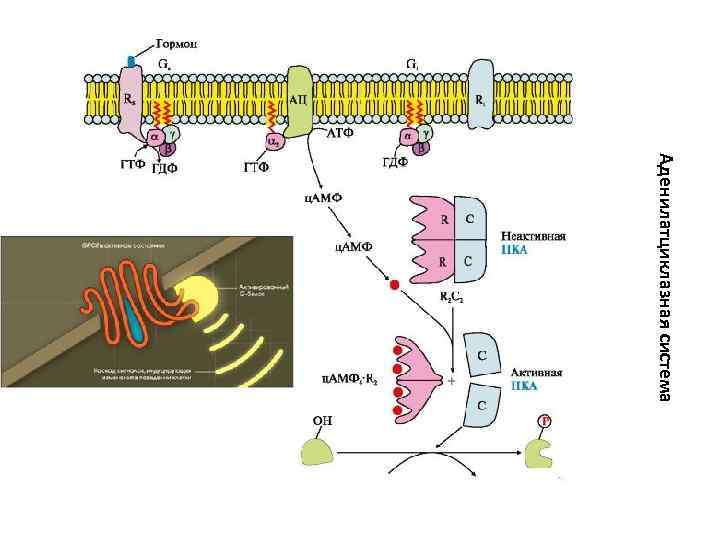 Аденилатциклазная система 