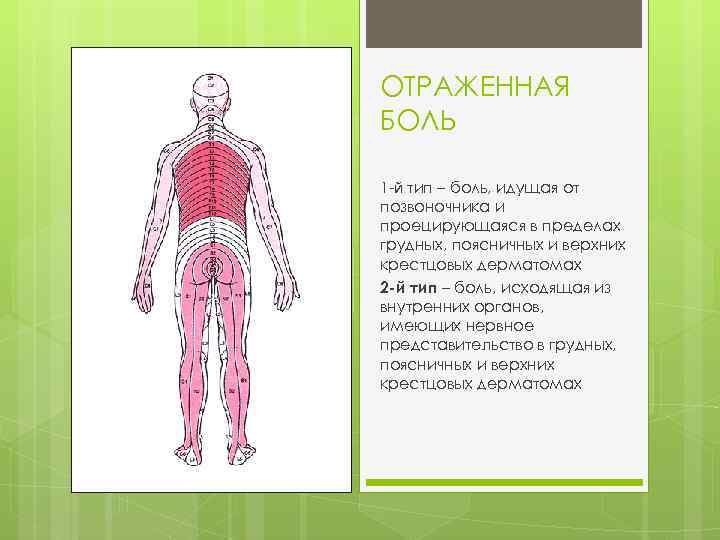 ОТРАЖЕННАЯ БОЛЬ 1 й тип – боль, идущая от позвоночника и проецирующаяся в пределах