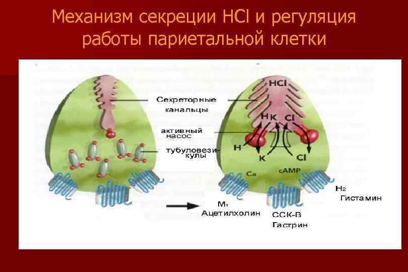 Механизм секреции HCl и регуляция работы париетальной клетки 