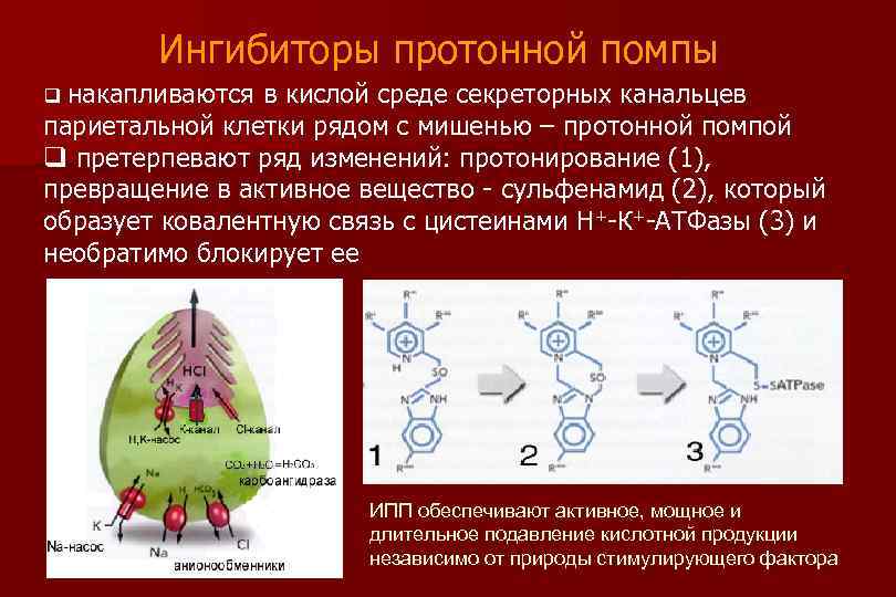 Ингибиторы протонной помпы q накапливаются в кислой среде секреторных канальцев париетальной клетки рядом с