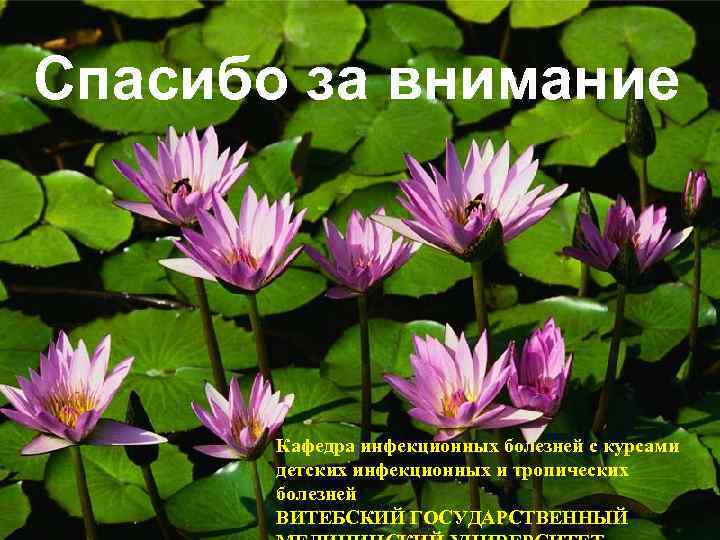 Спасибо за внимание Кафедра инфекционных болезней с курсами детских инфекционных и тропических болезней ВИТЕБСКИЙ
