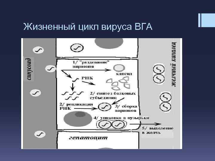 Жизненный цикл вируса ВГА 