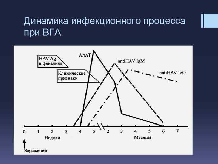 Динамика инфекционного процесса при ВГА 