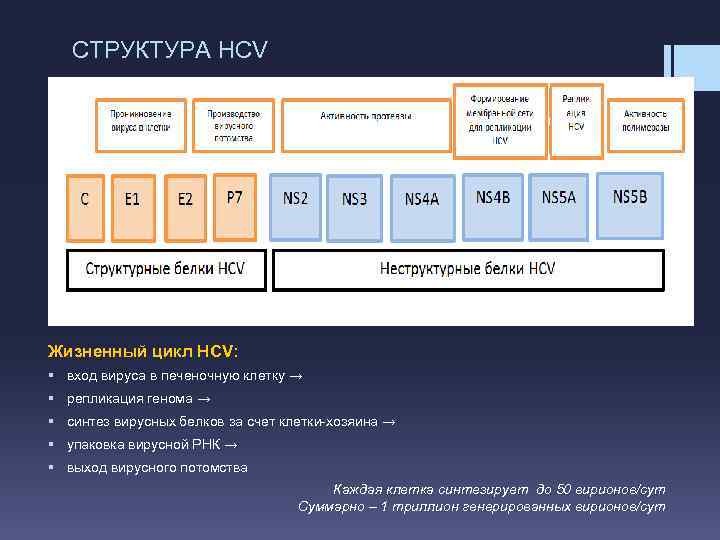 СТРУКТУРА HCV Жизненный цикл HCV: § вход вируса в печеночную клетку → § репликация