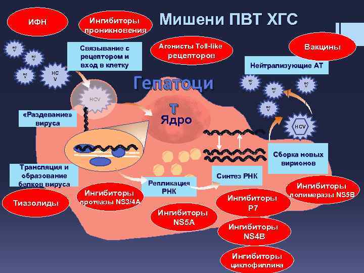 Ингибиторы проникновения ИФН HC V Агонисты Toll-like Связывание с рецептором и вход в клетку