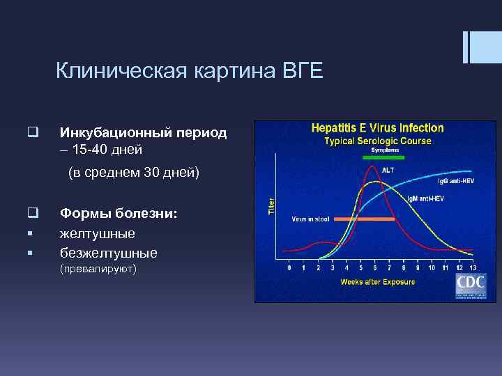 Клиническая картина ВГЕ q Инкубационный период – 15 -40 дней (в среднем 30 дней)