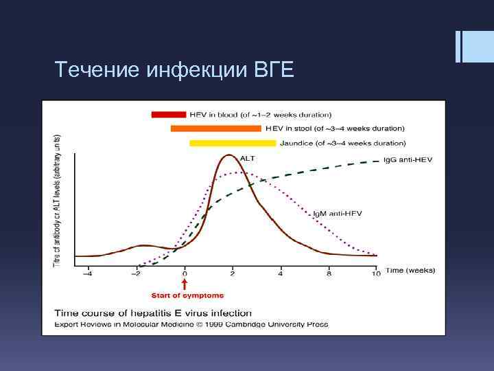 Течение инфекции ВГЕ 