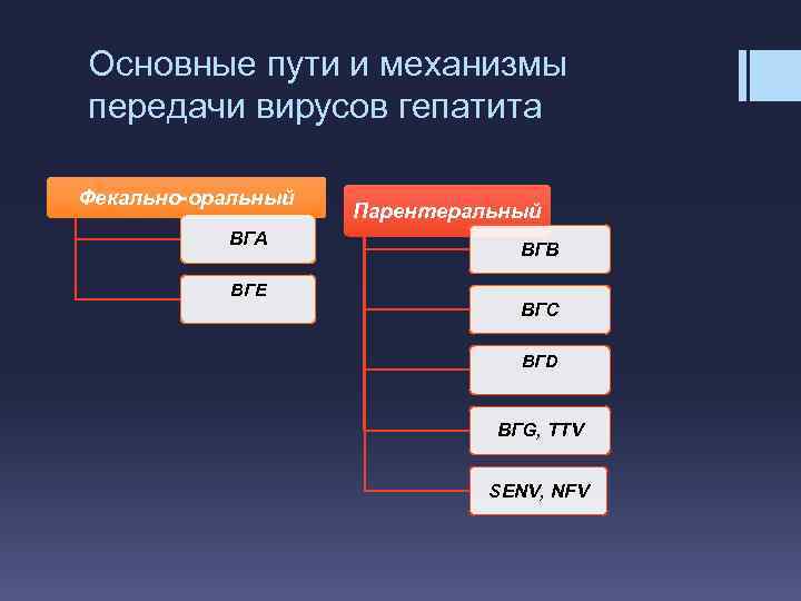 Основные пути и механизмы передачи вирусов гепатита Фекально-оральный ВГА ВГЕ Парентеральный ВГВ ВГС ВГD