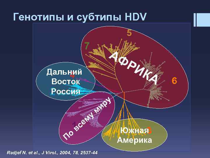 Генотипы и субтипы HDV 5 7 АФ РИ Дальний 4 Восток Россия 2 му