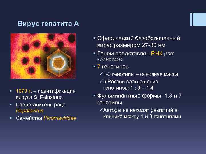 Вирус гепатита А § Сферический безоболочечный вирус размером 27 -30 нм § Геном представлен