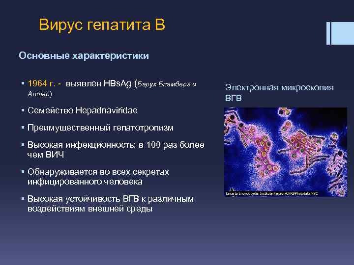 Вирус гепатита В Основные характеристики § 1964 г. - выявлен HBs. Ag (Барух Бламберг