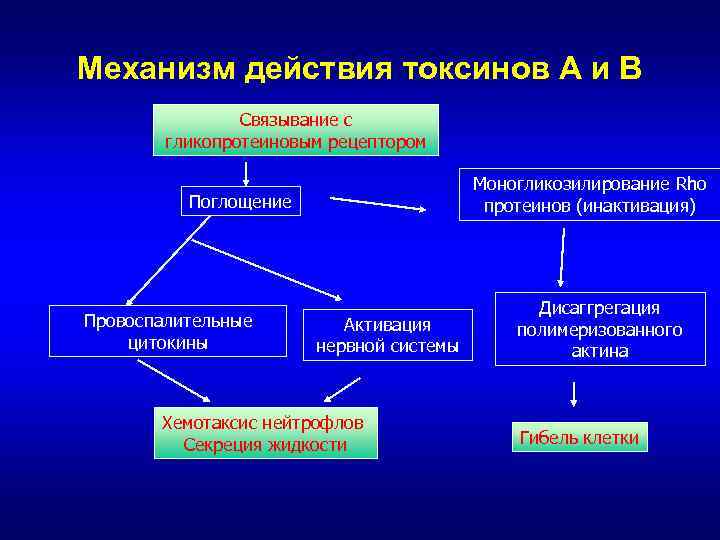 Механизм действия токсинов А и В Связывание с гликопротеиновым рецептором Моногликозилирование Rho протеинов (инактивация)