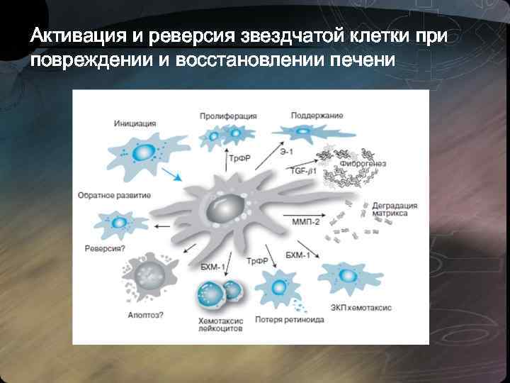 Активация и реверсия звездчатой клетки при повреждении и восстановлении печени 