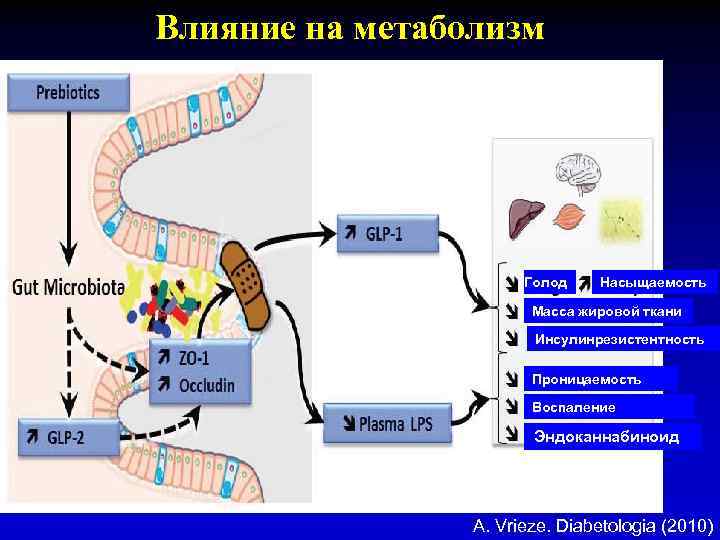 Влияние на метаболизм Голод Насыщаемость Масса жировой ткани Инсулинрезистентность Проницаемость Воспаление Эндоканнабиноид A. Vrieze.