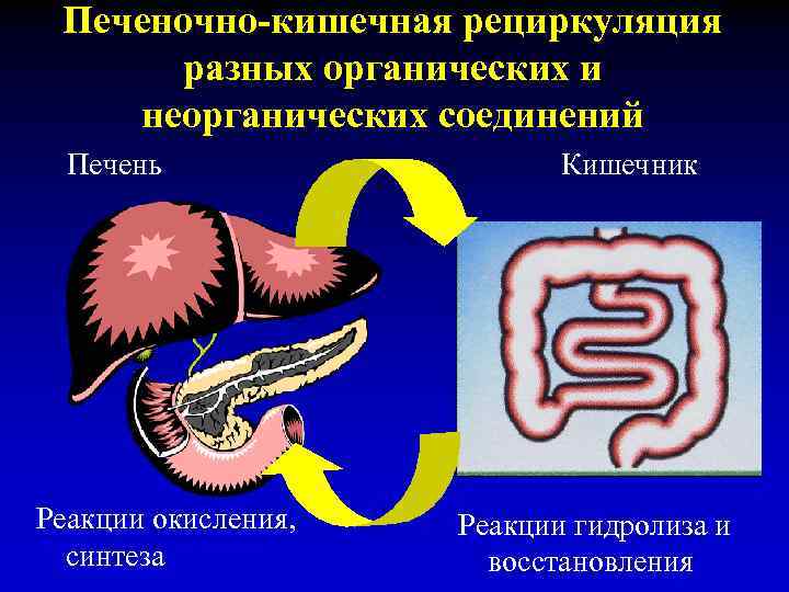 Печеночно-кишечная рециркуляция разных органических и неорганических соединений Печень Реакции окисления, синтеза Кишечник Реакции гидролиза