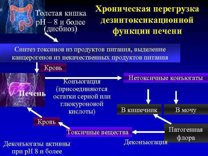 Толстая кишка р. Н – 8 и более (дисбиоз) Хроническая перегрузка дезинтоксикационной функции печени