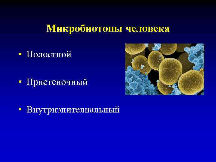 Микробиотопы человека • Полостной • Пристеночный • Внутриэпителиальный 