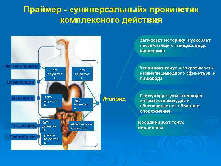 Праймер - «универсальный» прокинетик комплексного действия Запускает моторику и ускоряет пассаж пищи от пищевода