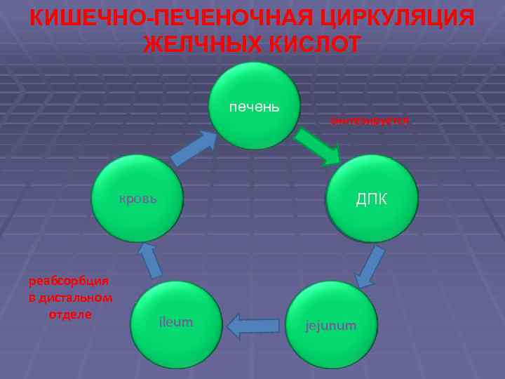 КИШЕЧНО-ПЕЧЕНОЧНАЯ ЦИРКУЛЯЦИЯ ЖЕЛЧНЫХ КИСЛОТ печень кровь реабсорбция в дистальном отделе синтезируется ДПК ileum jejunum