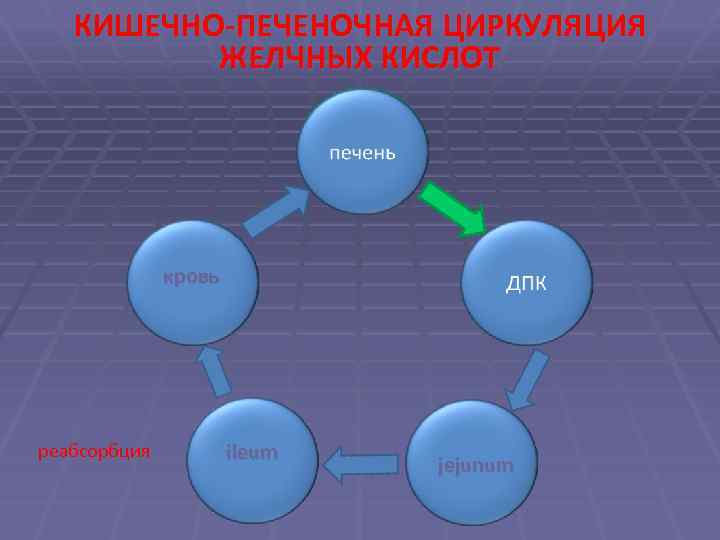 КИШЕЧНО-ПЕЧЕНОЧНАЯ ЦИРКУЛЯЦИЯ ЖЕЛЧНЫХ КИСЛОТ печень кровь реабсорбция ДПК ileum jejunum 