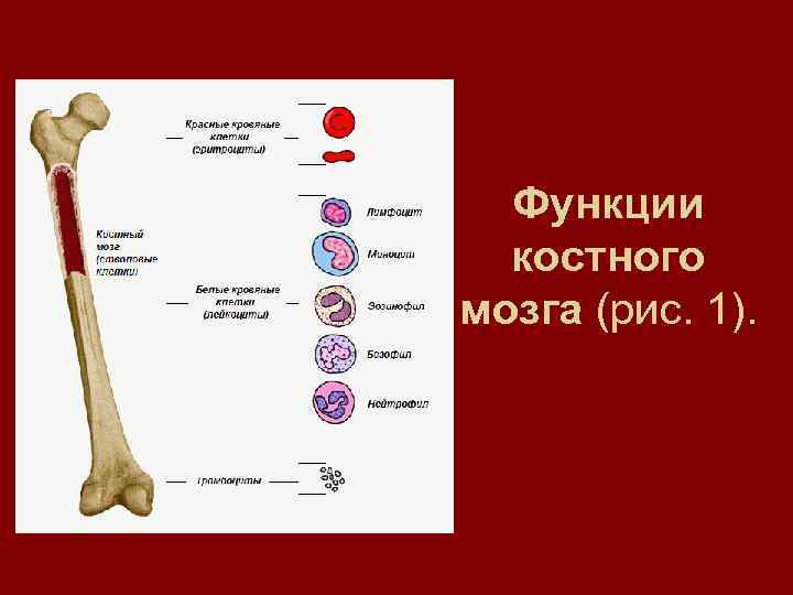 Функции костного мозга (рис. 1). 