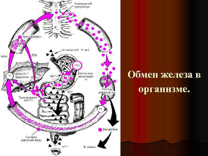 Обмен железа в организме. 