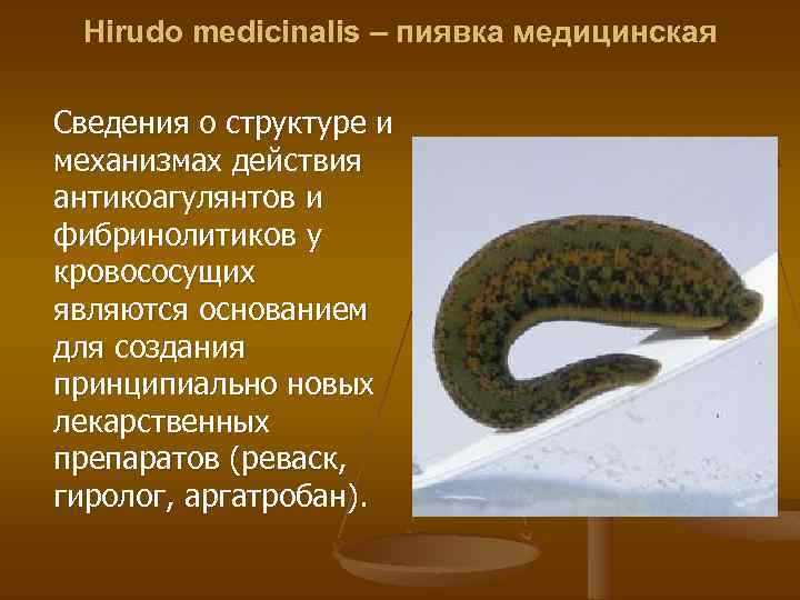 Hirudo medicinalis – пиявка медицинская Сведения о структуре и механизмах действия антикоагулянтов и фибринолитиков