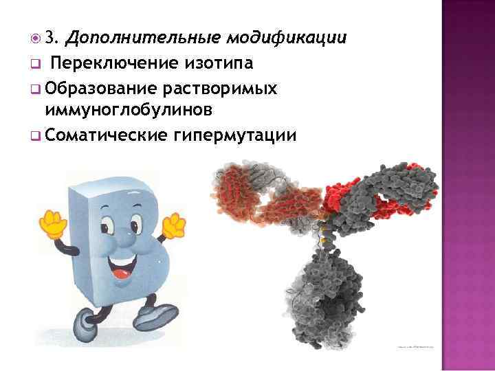  3. Дополнительные модификации q Переключение изотипа q Образование растворимых иммуноглобулинов q Соматические гипермутации