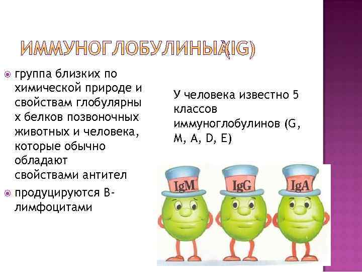 группа близких по химической природе и свойствам глобулярны х белков позвоночных животных и человека,