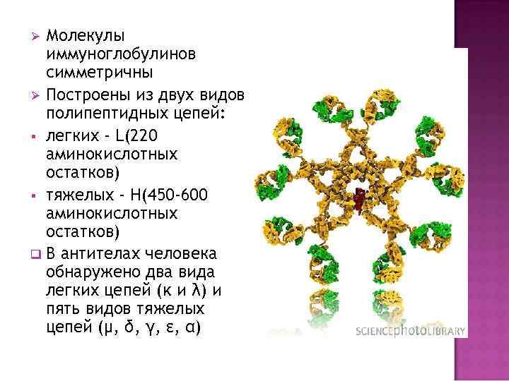 Молекулы иммуноглобулинов симметричны Ø Построены из двух видов полипептидных цепей: § легких - L(220