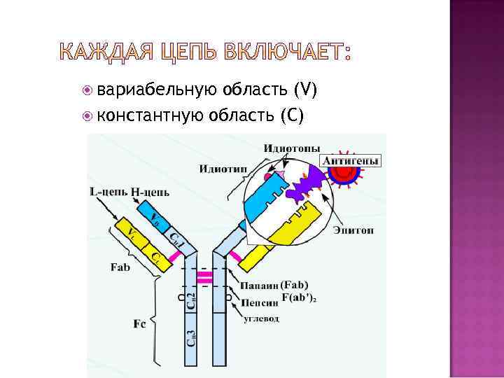  вариабельную область (V) константную область (С) 