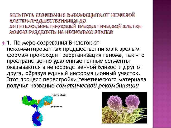  1. По мере созревания В-клеток от некоммитированных предшественников к зрелым формам происходит реорганизация