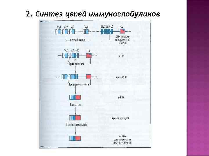 2. Синтез цепей иммуноглобулинов 