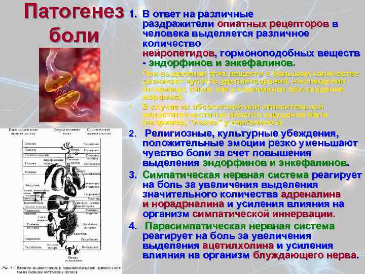 Патогенез 1. В ответ на различные рецепторов в раздражители опиатных человека выделяется различное боли