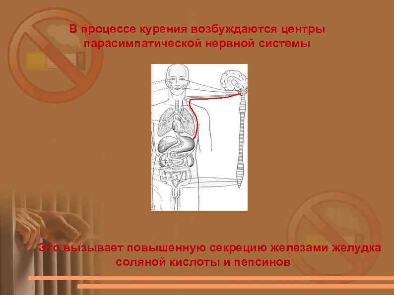 В процессе курения возбуждаются центры парасимпатической нервной системы Это вызывает повышенную секрецию железами желудка