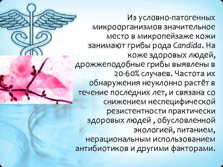 Из условно-патогенных микроорганизмов значительное место в микропейзаже кожи занимают грибы рода Candida. На коже