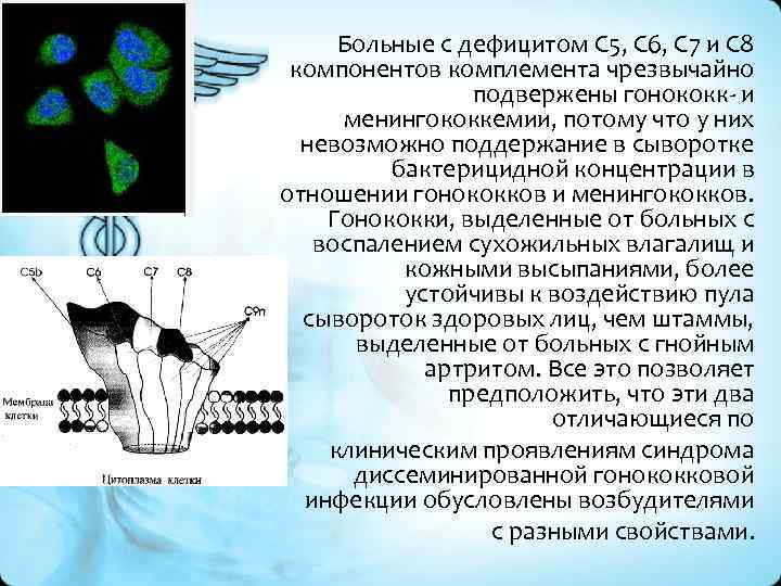 Больные с дефицитом С 5, С 6, С 7 и С 8 компонентов комплемента