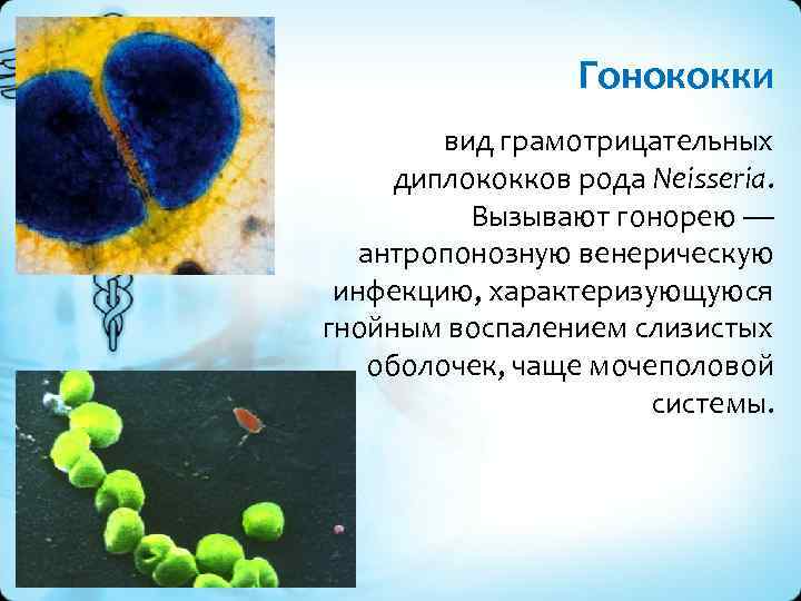 Гонококки вид грамотрицательных диплококков рода Neisseria. Вызывают гонорею — антропонозную венерическую инфекцию, характеризующуюся гнойным