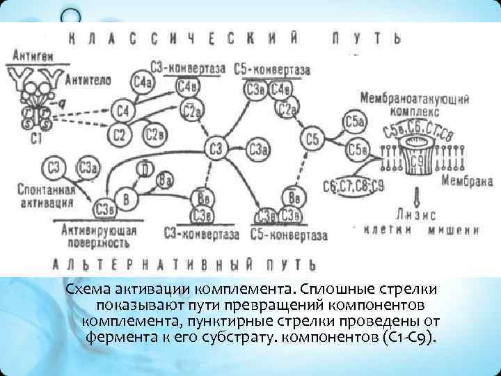 Схема активации комплемента. Сплошные стрелки показывают пути превращений компонентов комплемента, пунктирные стрелки проведены от