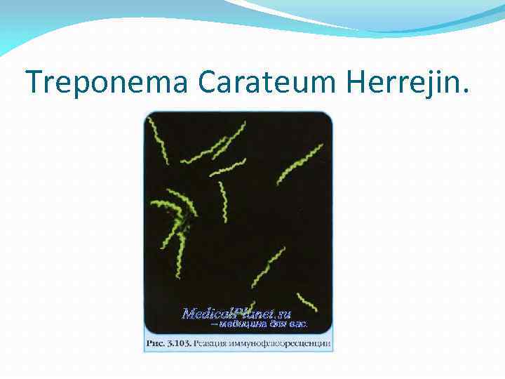 Treponema Carateum Herrejin. 