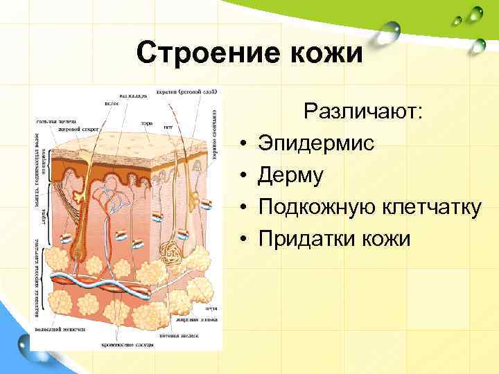 Строение кожи • • Различают: Эпидермис Дерму Подкожную клетчатку Придатки кожи 