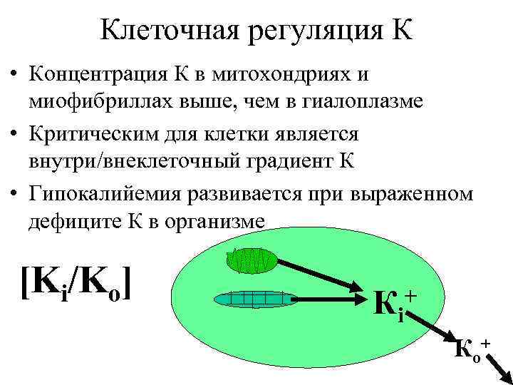 Клеточная регуляция К • Концентрация К в митохондриях и миофибриллах выше, чем в гиалоплазме
