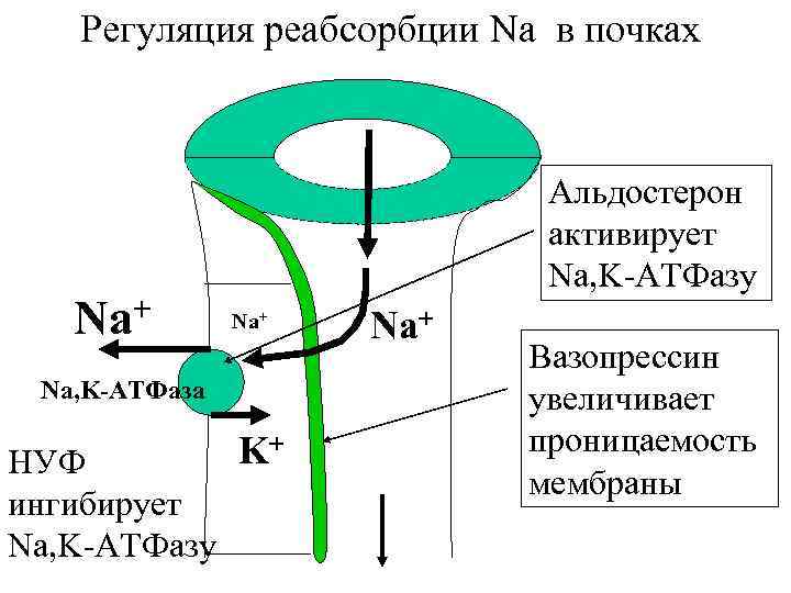 Схема регуляции реабсорбции