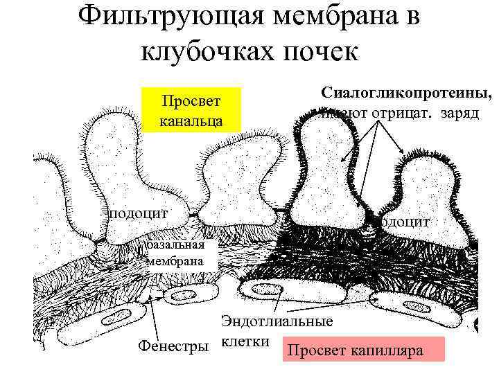 Фильтрационная мембрана почки схема